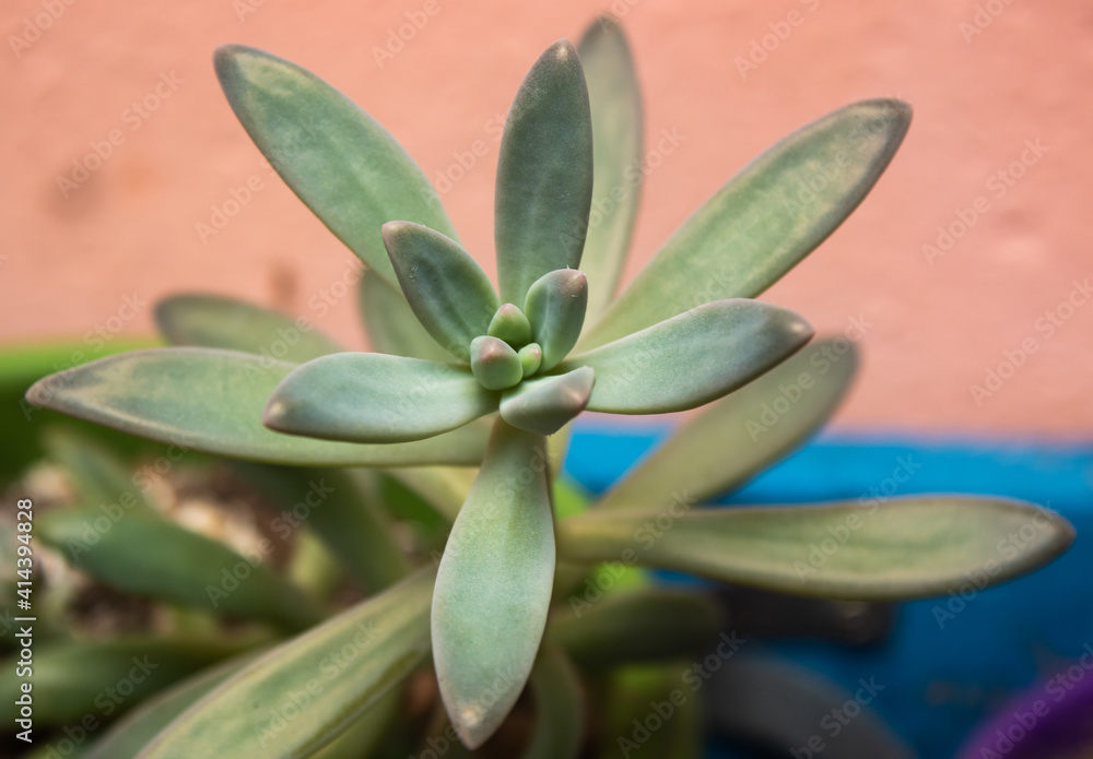 Obraz premium plant in the vase