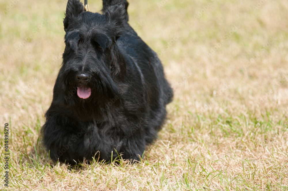 Scottish Terrier walking on grass Scottish Terrier walking on grass