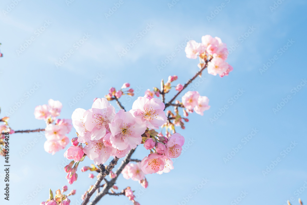桜　桜の花
