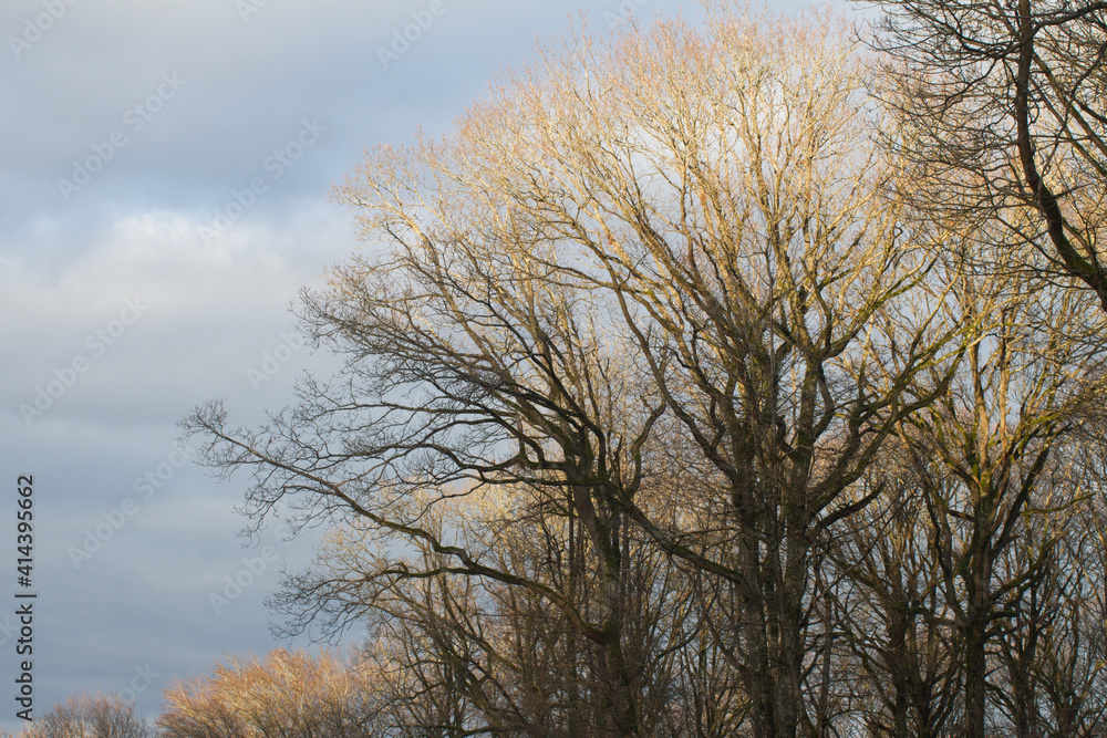 forest of oak trees over sunny winter dark blue sky forest of oak trees over sunny winter dark blue sky