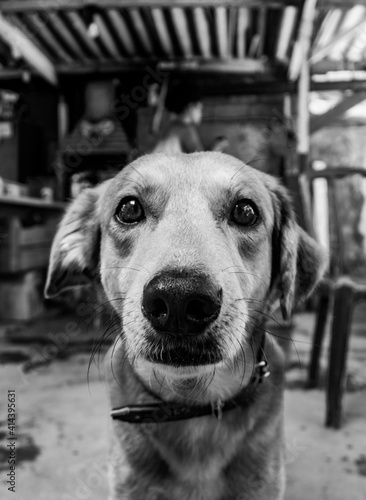 portrait of a dog bw