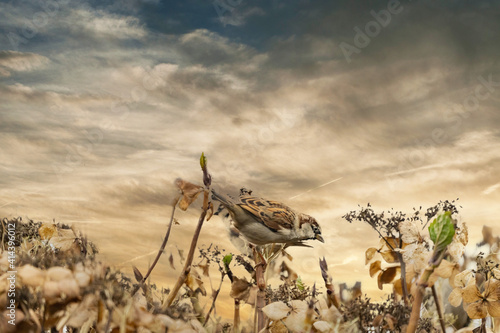 Panorama of a sparrow sitting on a hydrangea branch. He looks back, close-up against a colorful cloudy evening sky. Web banner, cover