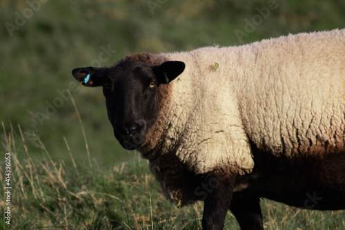 sheep on a meadow