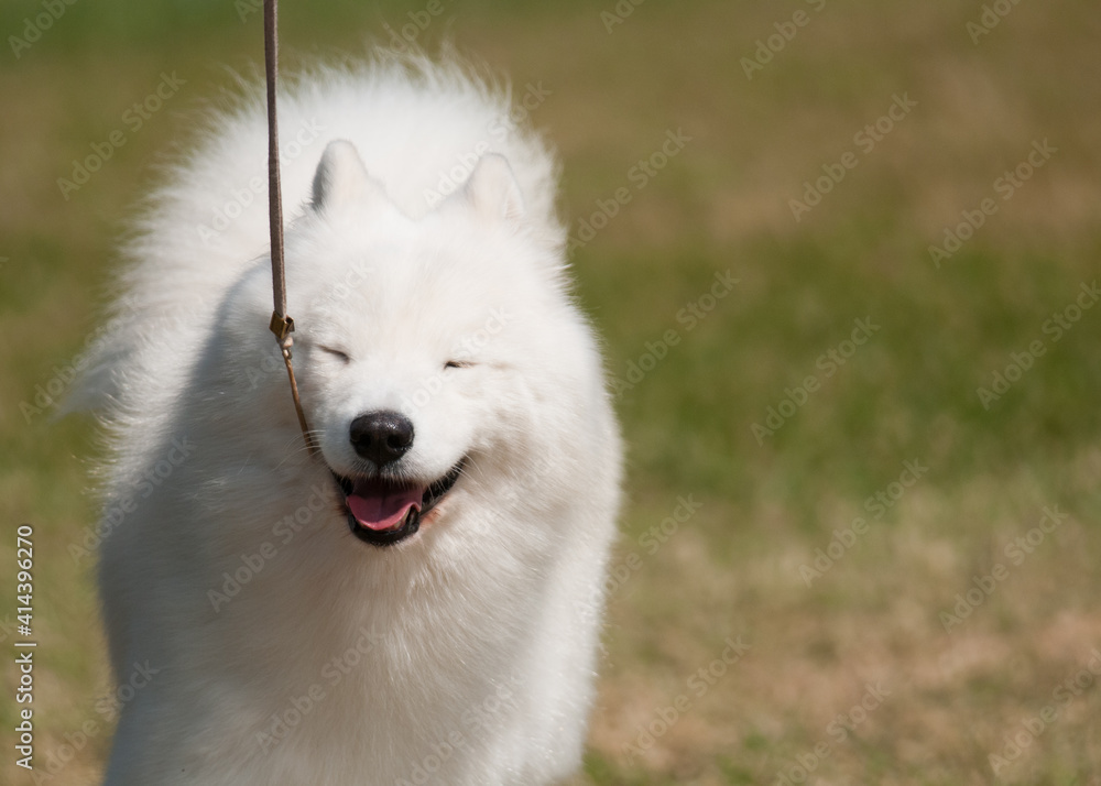 Smiling Samoyed with eyes closed Smiling Samoyed with eyes closed