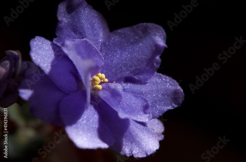 室内の花の女王と呼ばれる花　セントポーリアの紫色の花　