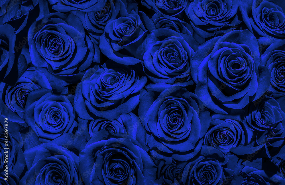 Fototapeta blue black roses.