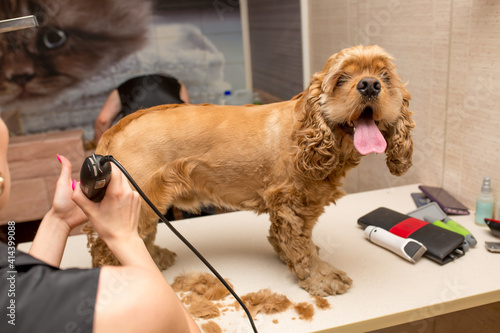 Photography Dog Beautiful Cocker Spaniel