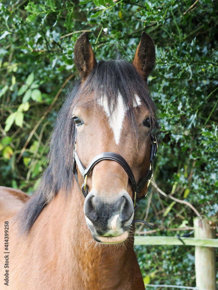 Fototapeta premium Pretty Welsh Mare