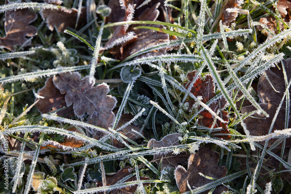 Fototapeta premium frost on the leaves