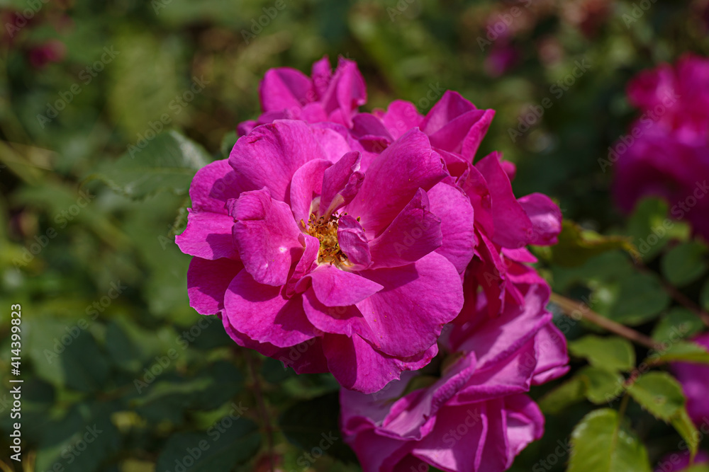 Single purple flower of wild rose. Single purple flower of wild rose.