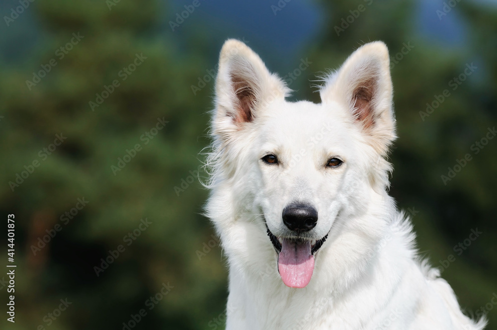 two happy White Swiss Shepherd in the nature Weisser Schweizer Schäferhund. Berger Blanc Suisse