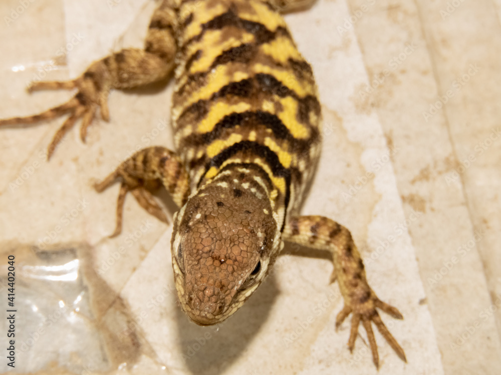 Naklejka premium lizard