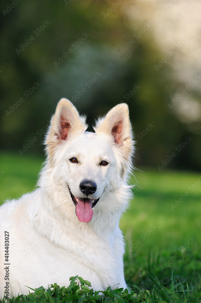 White Swiss Shepherd dog lies in the  meadow Weisser Schweizer Schäferhund