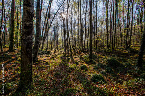 Spring sunrise in La Fageda D En Jorda Forest  La Garrotxa  Spain