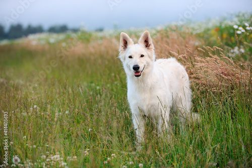 White Swiss Shepherd dog stands in the meadow Weisser Schweizer Schäferhund