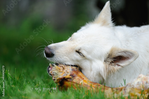 White Swiss Shepherd eat bones Weisser Schweizer Schäferhund. Berger Blanc Suisse