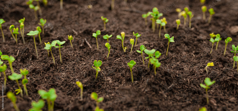 Microgreen foliage background. Sprouts of cabbage, pepper, basil. Germinating seeds at home. Vegan and healthy food concept. copy space for text. selective focus. Banner Microgreen foliage background. Sprouts of cabbage, pepper, basil. Germinating seeds at home. Vegan and healthy food concept. copy space for text. selective focus. Banner