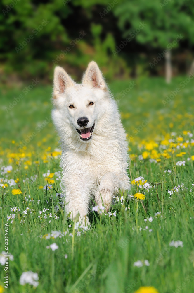 White Swiss Sherherd - Berger Blanc Suisse runs in the field or meadow White Swiss Sherherd - Berger Blanc Suisse runs in the field or meadow