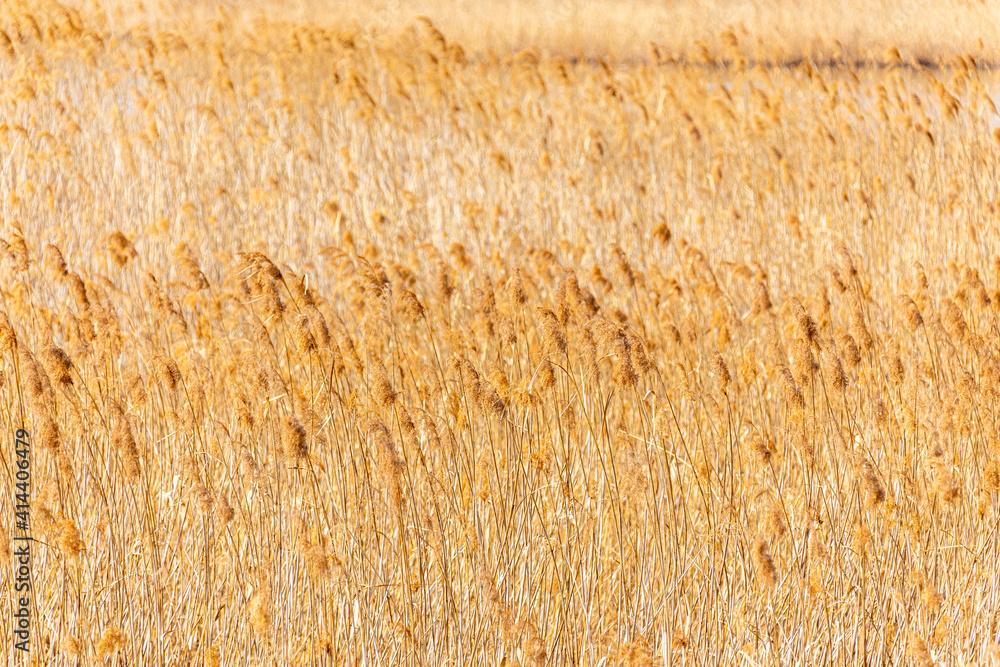 Fototapeta premium 黄金の河原