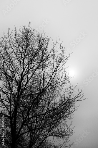 Beautiful silhouette of Elm tree. Elm tree against white sky.