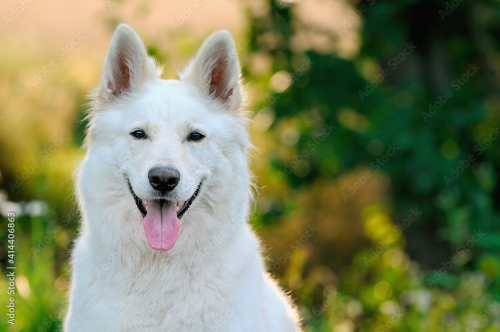 happy White Swiss Shepherd in the nature Weisser Schweizer Schäferhund. Berger Blanc Suisse