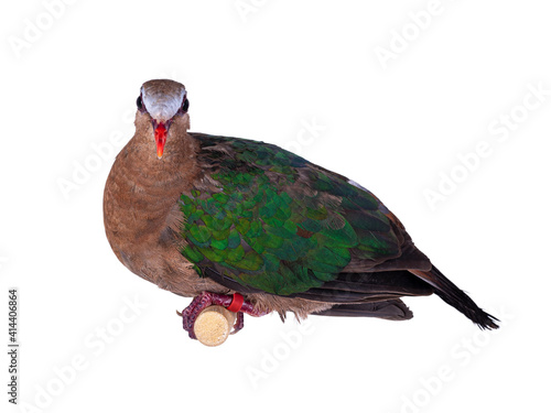 Common emerald dove aka Chalcophaps indica bird, sitting on wooden stick. Isolated on white background. photo