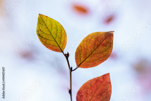 Branch with autumn leaves in the forest