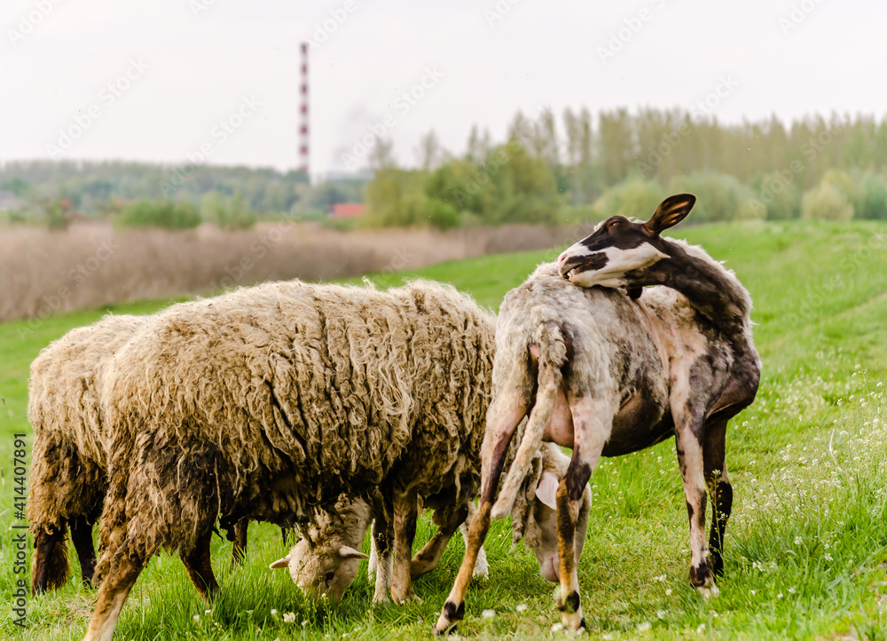 Obraz premium A flock of sheep grazing in front of the forest in Petrovaradin, near the city of Novi Sad. 