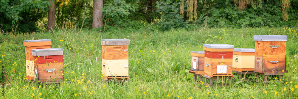 Beehives a green grassy field near a forest in France Beehives a green grassy field near a forest in France