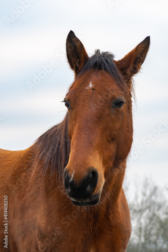 portrait of beautiful mare horse in winter landscape