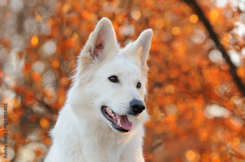 Obraz premium happy White Swiss Shepherd in autumn in the nature Weisser Schweizer Schäferhund. Berger Blanc Suisse