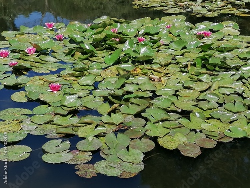 View on a Claude Monet's water garden at Giverny, France - close up on water lilies