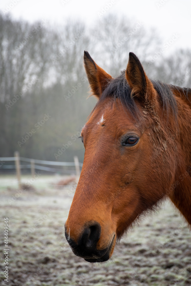 portrait of beautiful mare horse in winter landscape portrait of beautiful mare horse in winter landscape