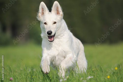 White Swiss Sherherd - Berger Blanc Suisse runs in the field or meadow