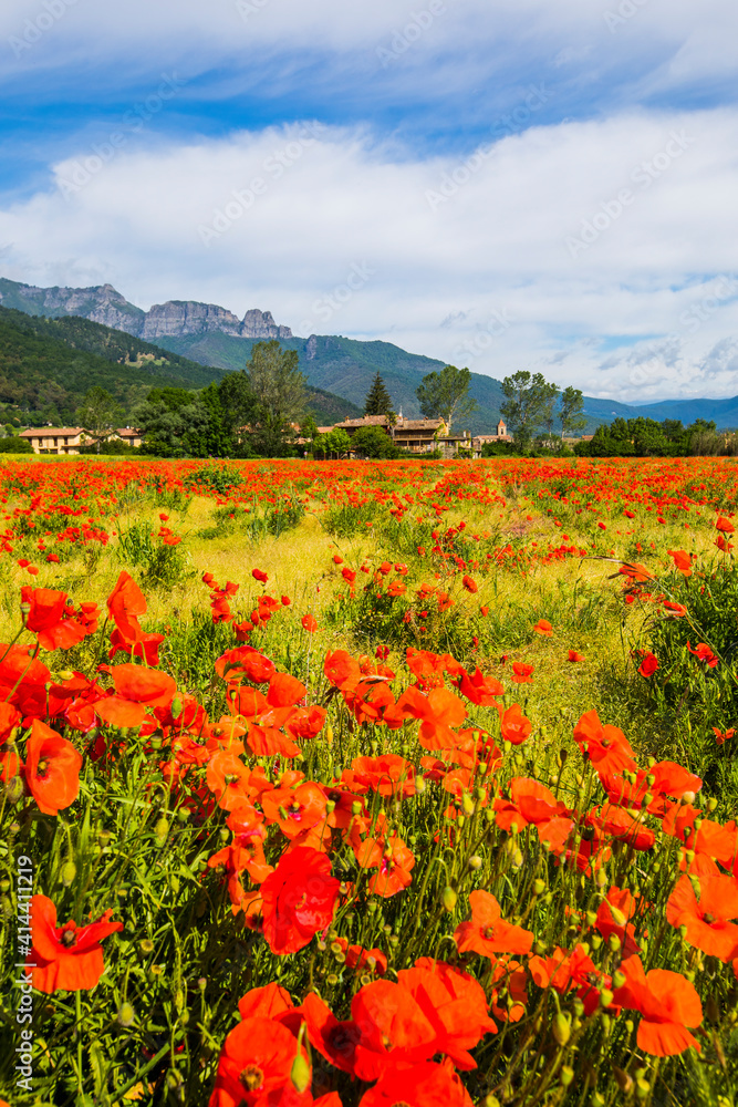 Poppy flowers and spring in Hostalets D En Bas, La Garrotxa, Spain