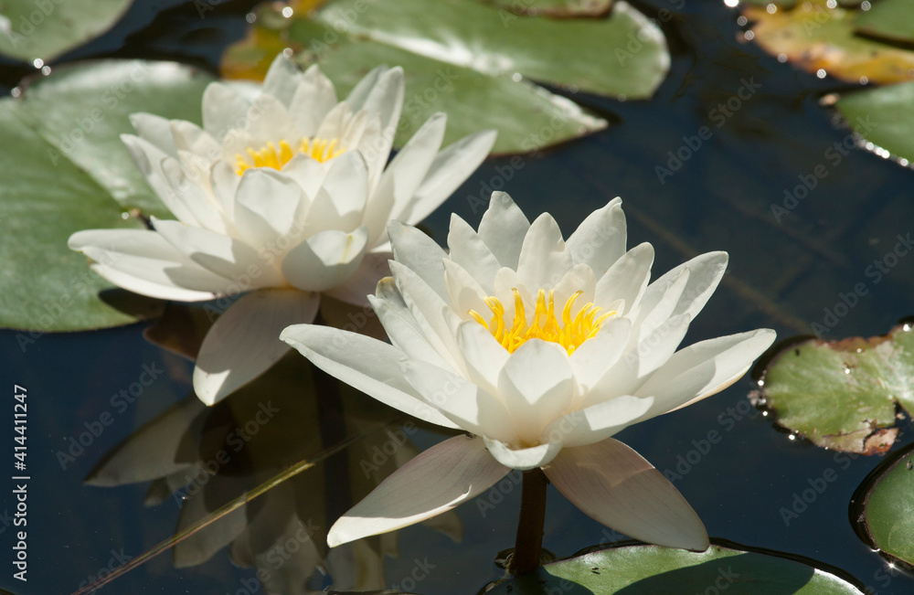Two white water liliies on water of pond, lilium, recorded in Saint Constantine and Helena resort, Bulgaria. Two white water liliies on water of pond, lilium, recorded in Saint Constantine and Helena resort, Bulgaria.