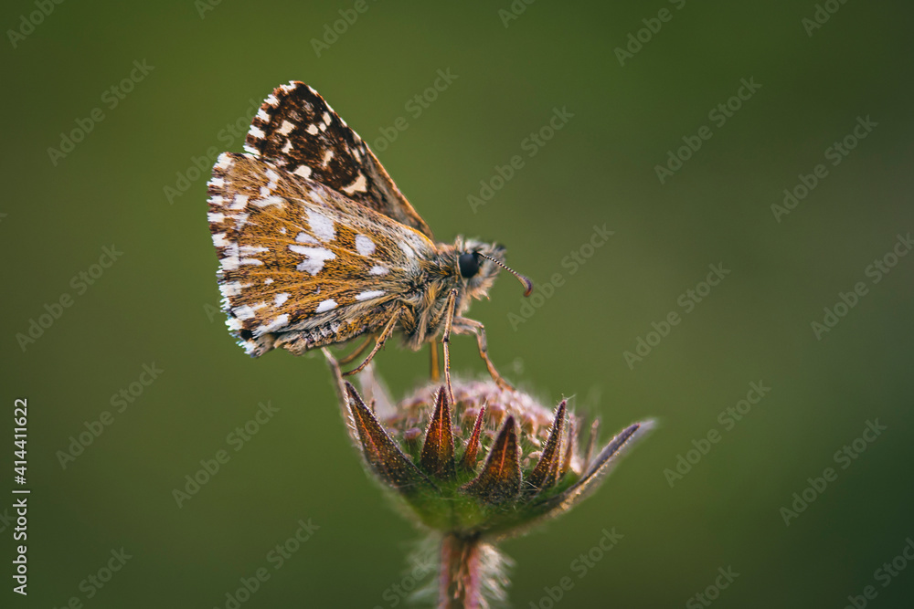 Fototapeta premium a butterfly on a flower