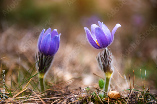 spring flowers behind a blurred background