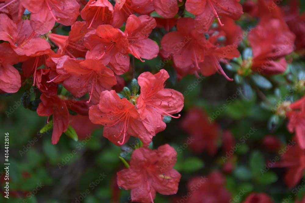 bunch of red hibiscus flowers bunch of red hibiscus flowers