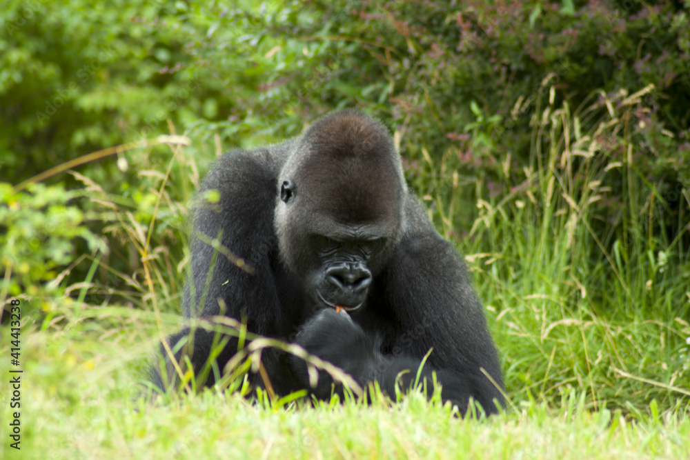 Naklejka premium A huge gorilla found various snacks while walking on green grass.
