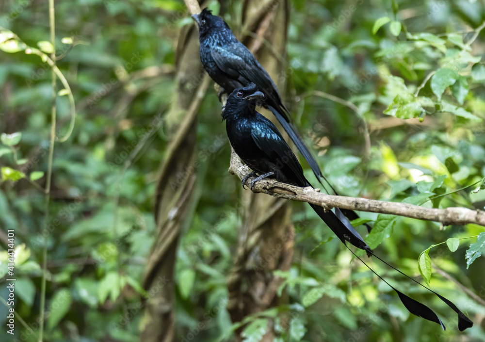 Greater racket-tailed drongo perching on tree branch , Thailand Greater racket-tailed drongo perching on tree branch , Thailand