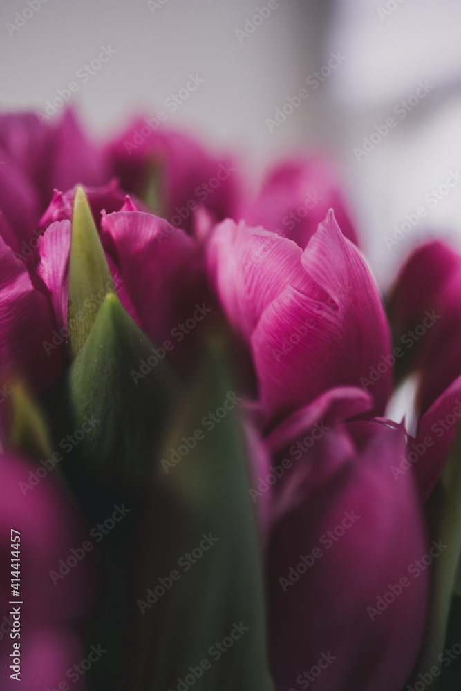 Fototapeta premium pink tulip buds close-up. holiday, gift, love, sensuality