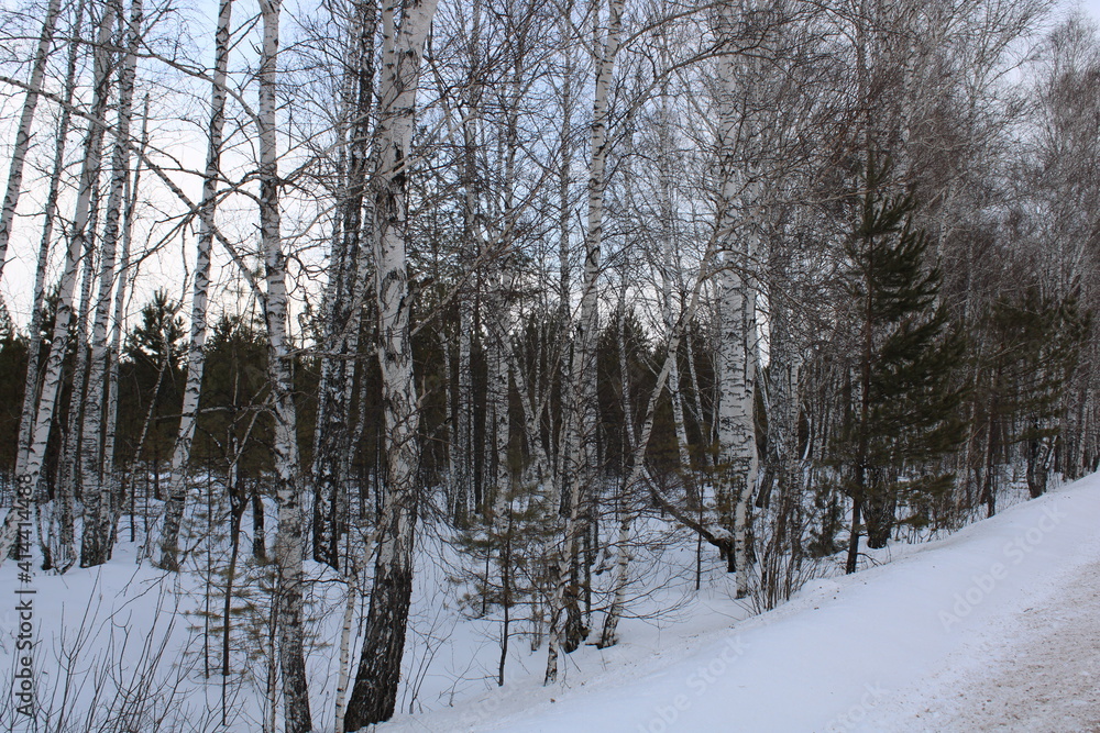 Fototapeta premium winter forest, on the way to the taiga
