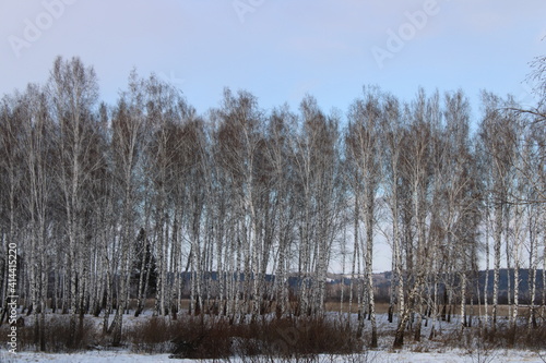 winter forest, on the way to the taiga