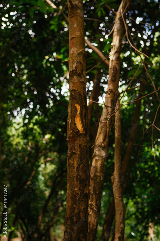 Cinnamon tree bark taken on spice farm tour on Zanzibar, Tanzania