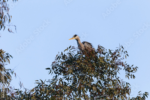 A grey heron on a tree top