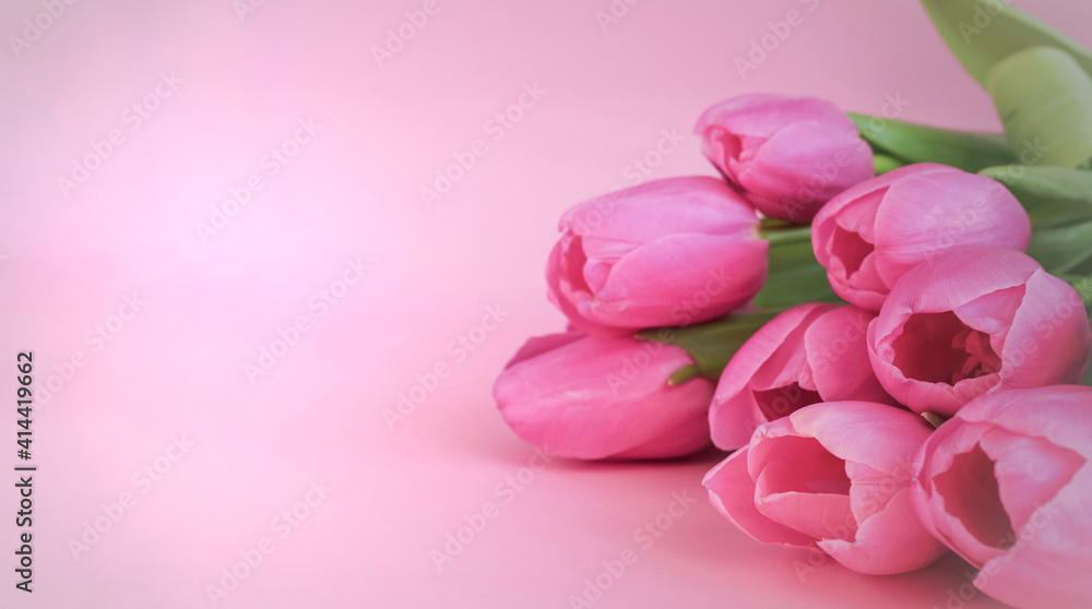 Spring flowers bunch of pink tulips on pink background with free space for text. Spring mood. Flowers background. Mothers day, women's day, Valentines Day, Birthday celebration. Greeting card. Banner Spring flowers bunch of pink tulips on pink background with free space for text. Spring mood. Flowers background. Mothers day, women's day, Valentines Day, Birthday celebration. Greeting card. Banner