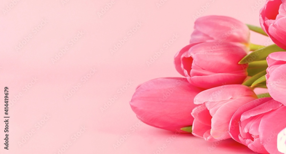 Spring flowers bunch of pink tulips on pink background with free space for text. Spring mood. Flowers background. Mothers day, women's day, Valentines Day, Birthday celebration. Greeting card. Banner