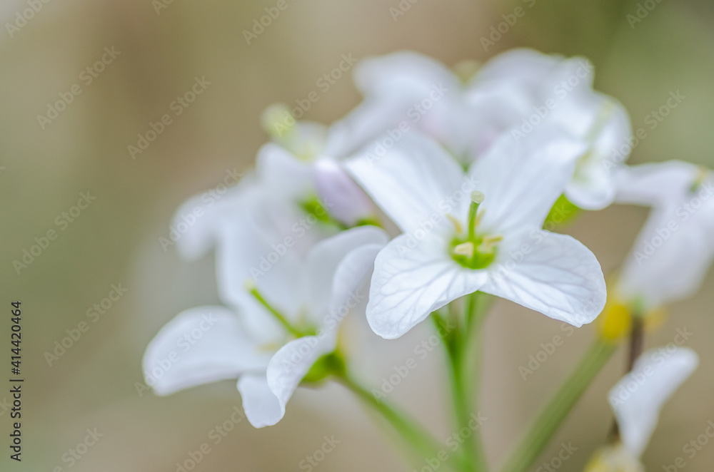 Visibaba flowers in the forest of Petrovaradin, near the city of Novi Sad. Visibaba flowers in the forest of Petrovaradin, near the city of Novi Sad.