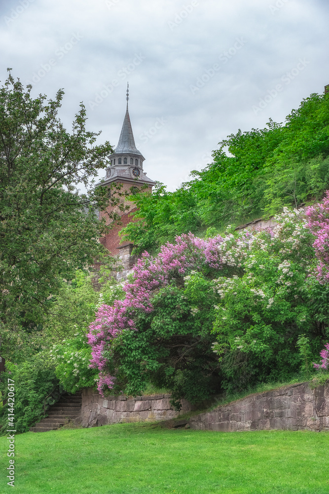 Naklejka premium flowering trees lilac in ancient castle Akershus Fortress in the city of Oslo Norway in spring